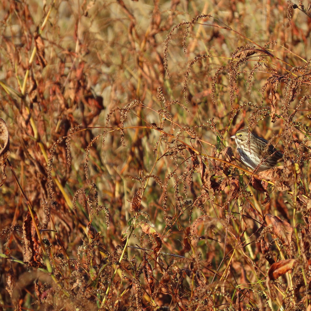 Savannah Sparrow (Savannah) - ML467581401