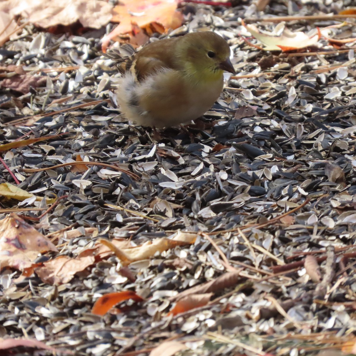 American Goldfinch - ML467581671