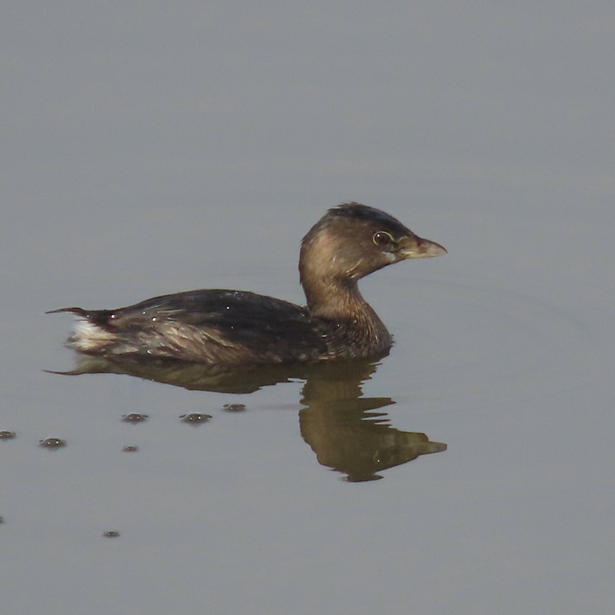 Pied-billed Grebe - ML467582141