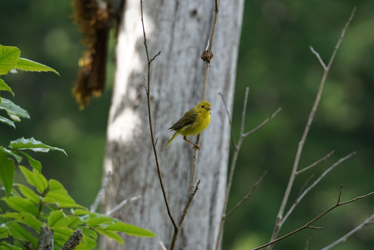 Paruline jaune - ML467584991