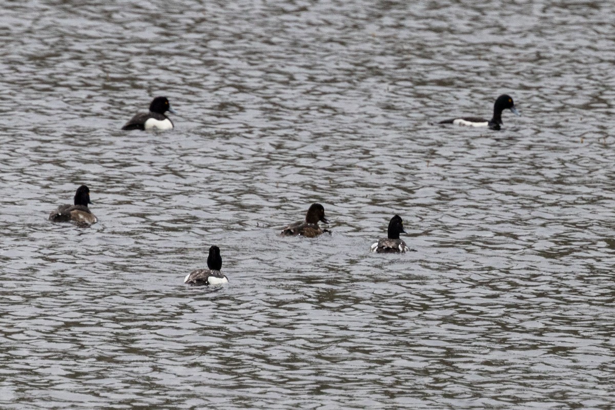 Tufted Duck - ML467585891