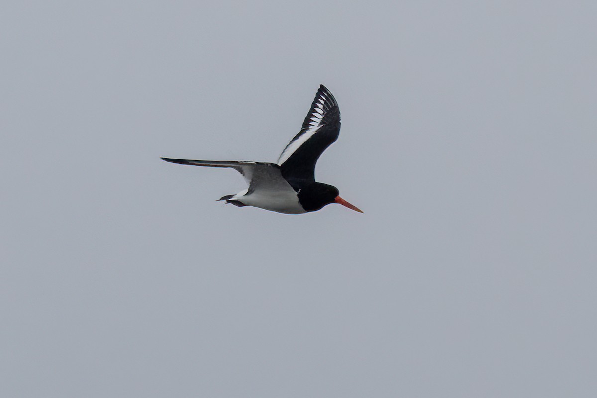 Eurasian Oystercatcher - ML467585911