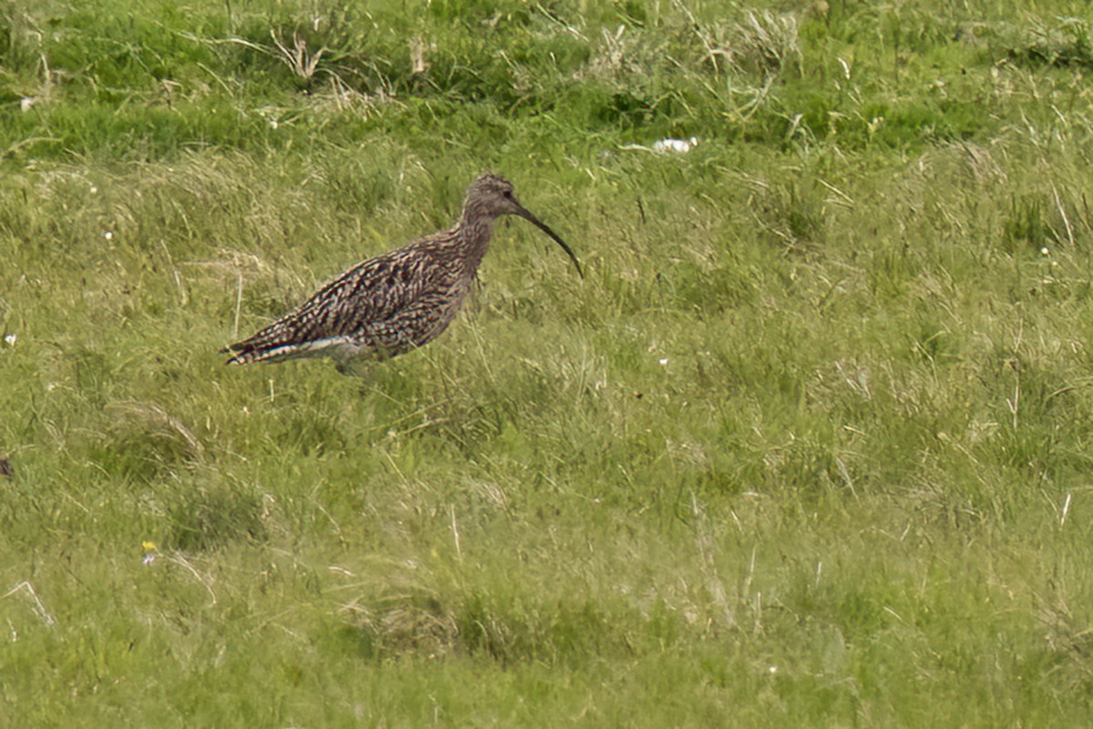 Eurasian Curlew - ML467585951