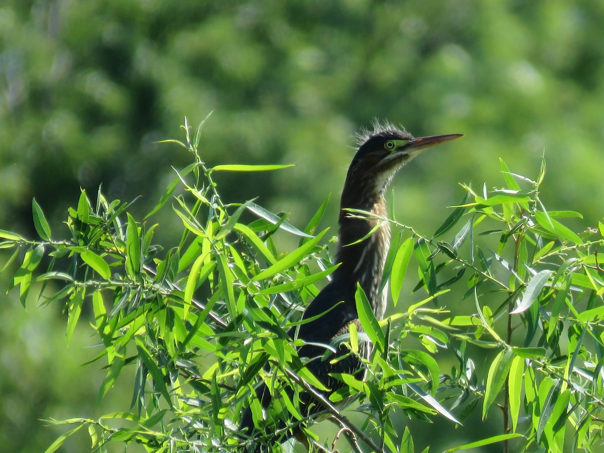 Green Heron - ML467586171