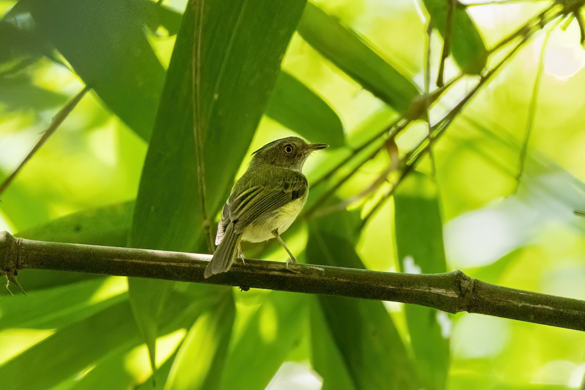 Long-crested Pygmy-Tyrant - ML467588731