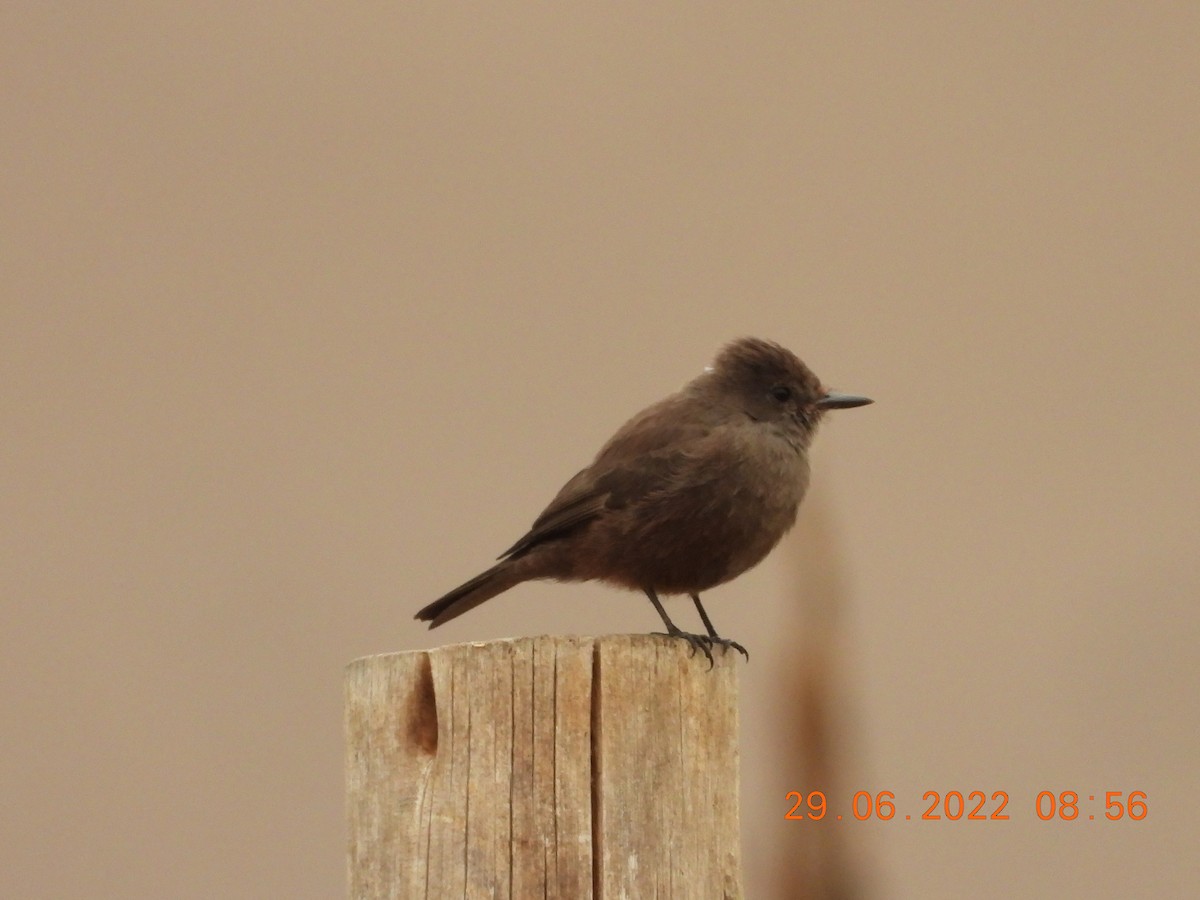 Vermilion Flycatcher (obscurus Group) - ML467589051