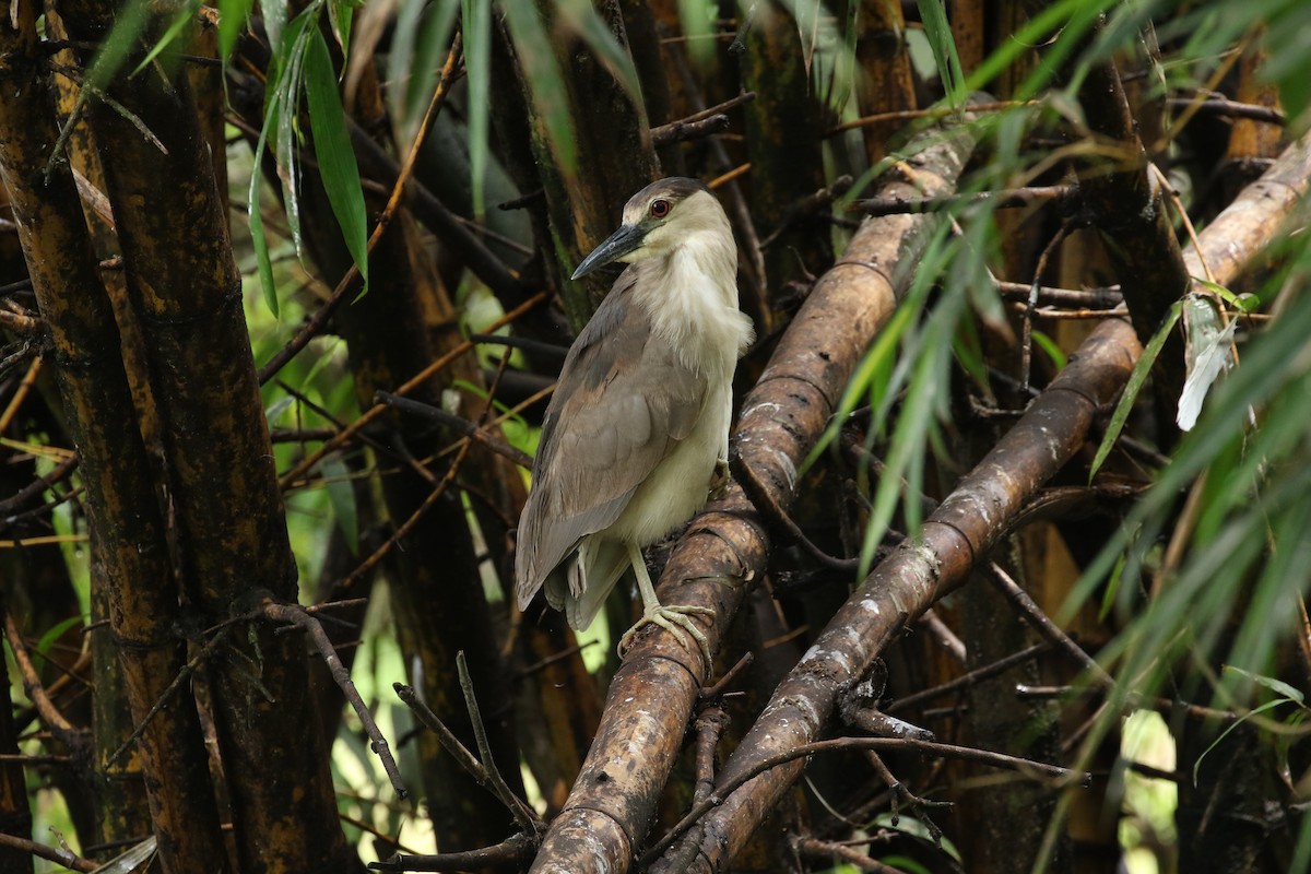 Black-crowned Night Heron - ML467590231