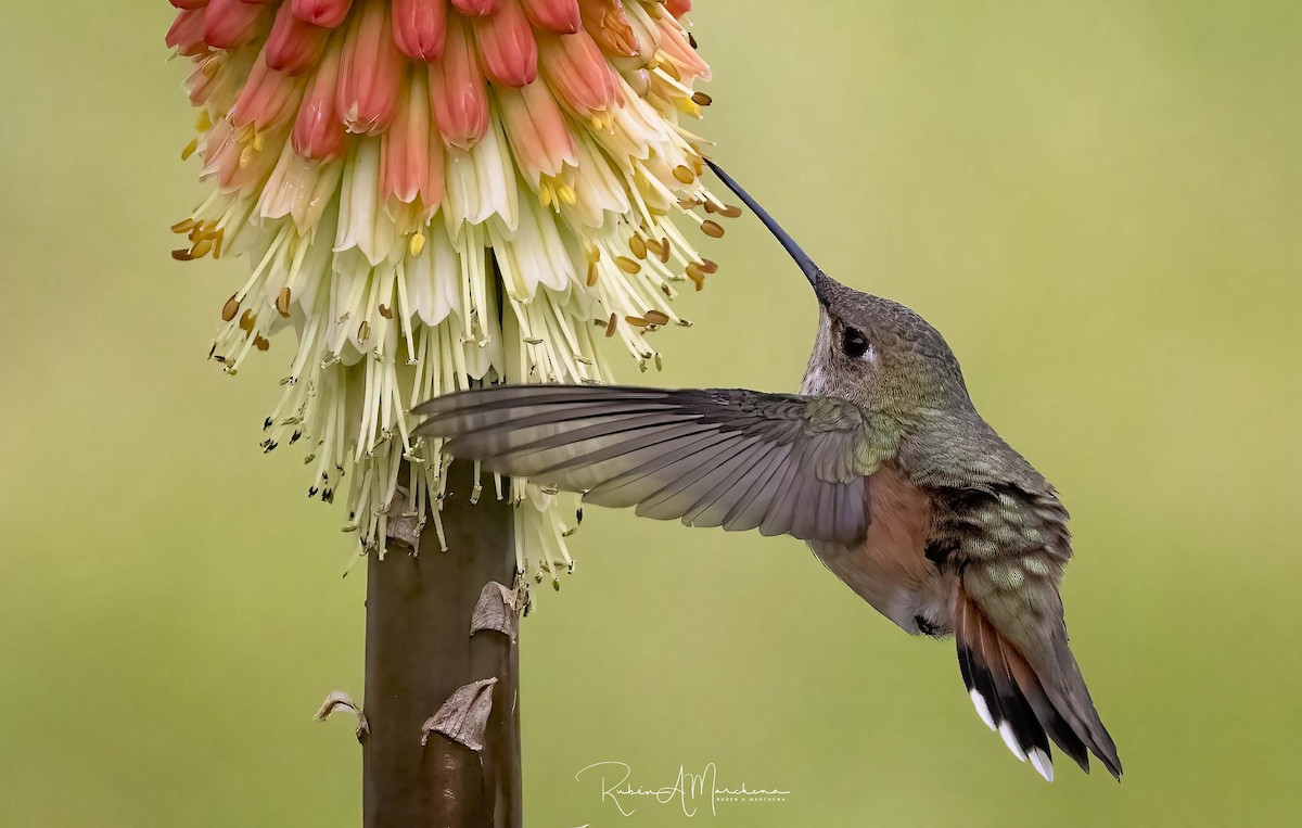 Rufous Hummingbird - Ruben Marchena