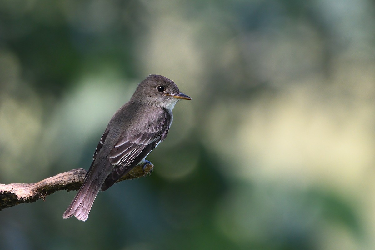 Eastern Wood-Pewee - ML467590641