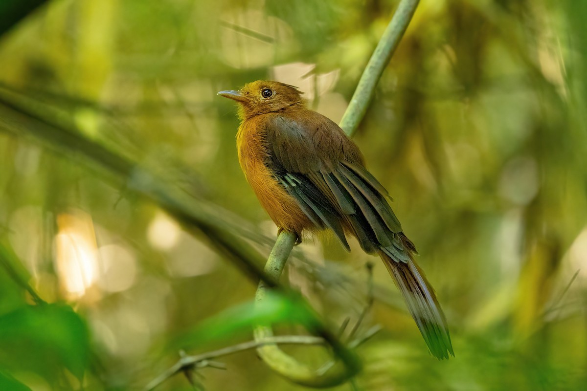 Rufous Twistwing - Thibaud Aronson