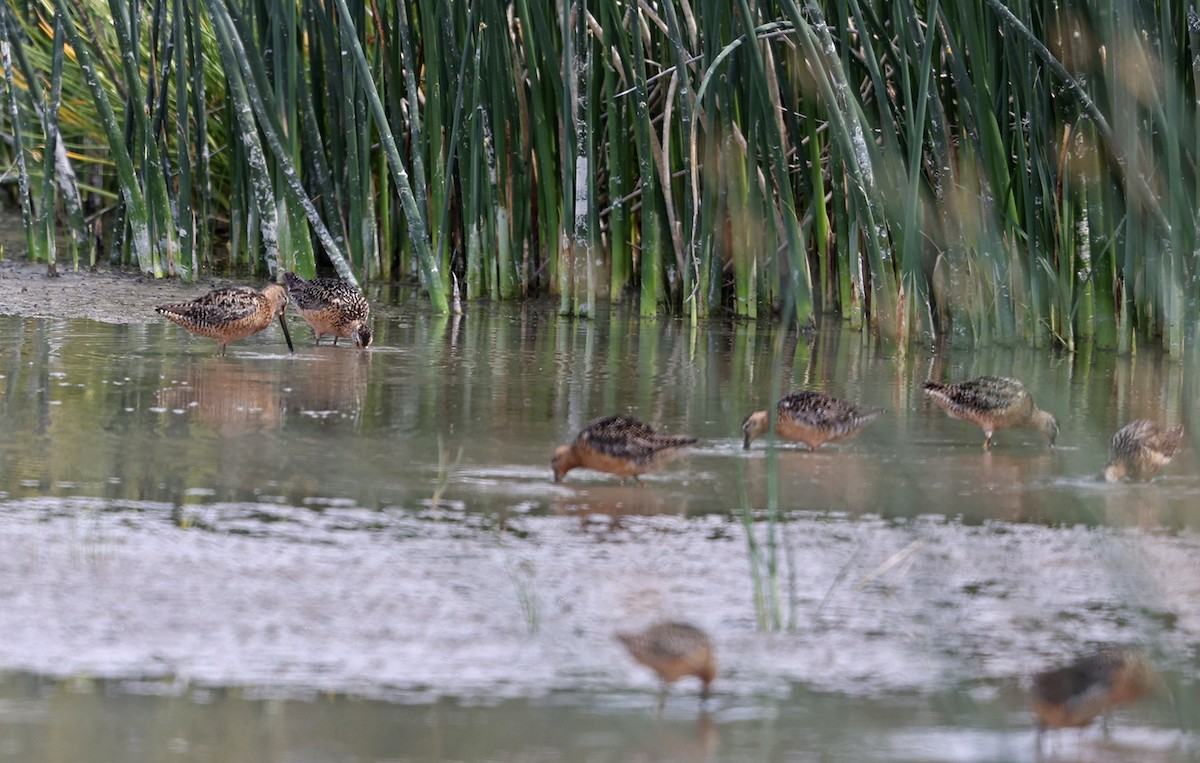 langnebbekkasinsnipe - ML467592521