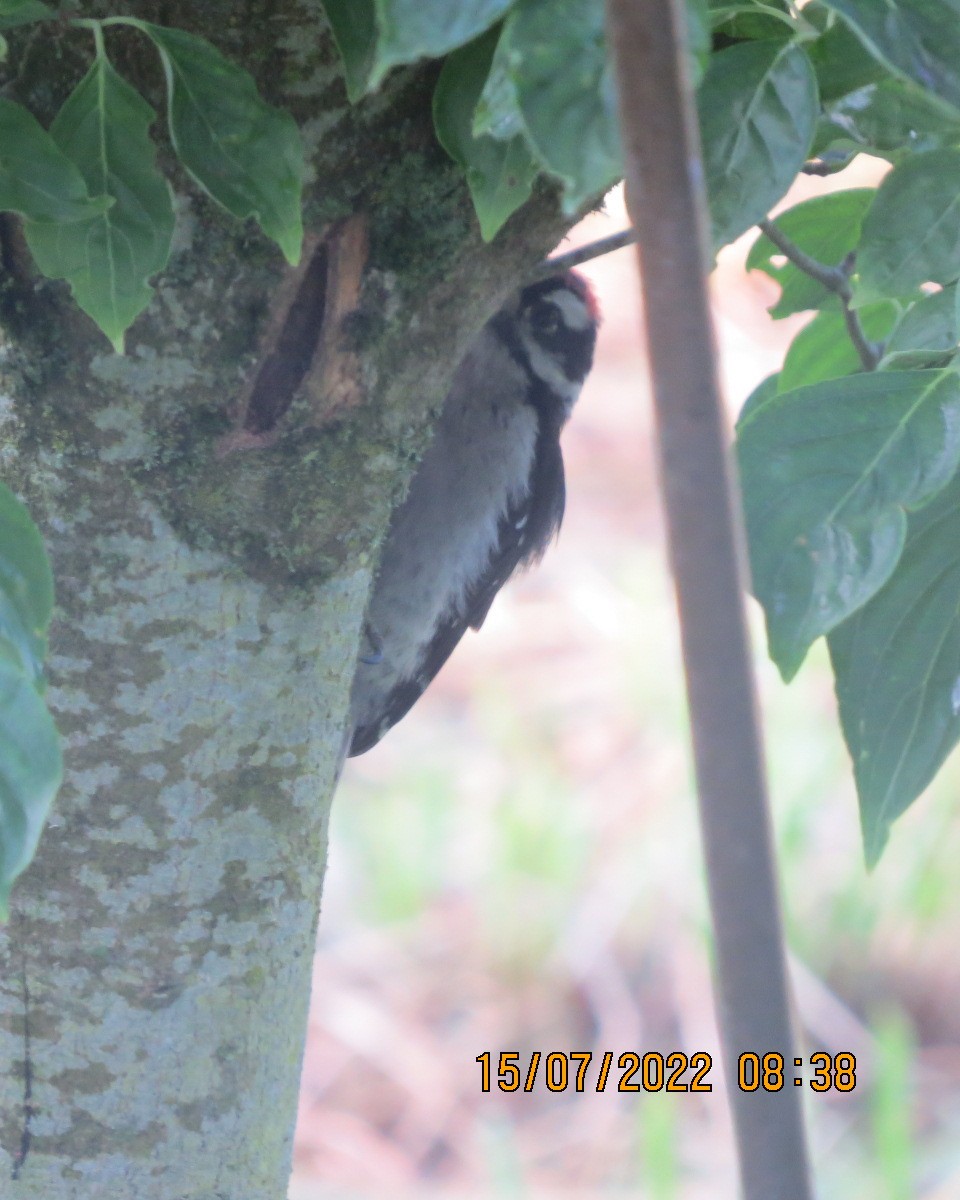 Downy Woodpecker - Gary Bletsch