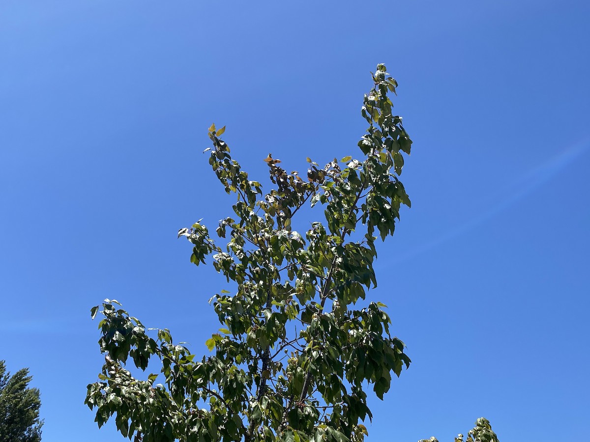 American Goldfinch - ML467594251