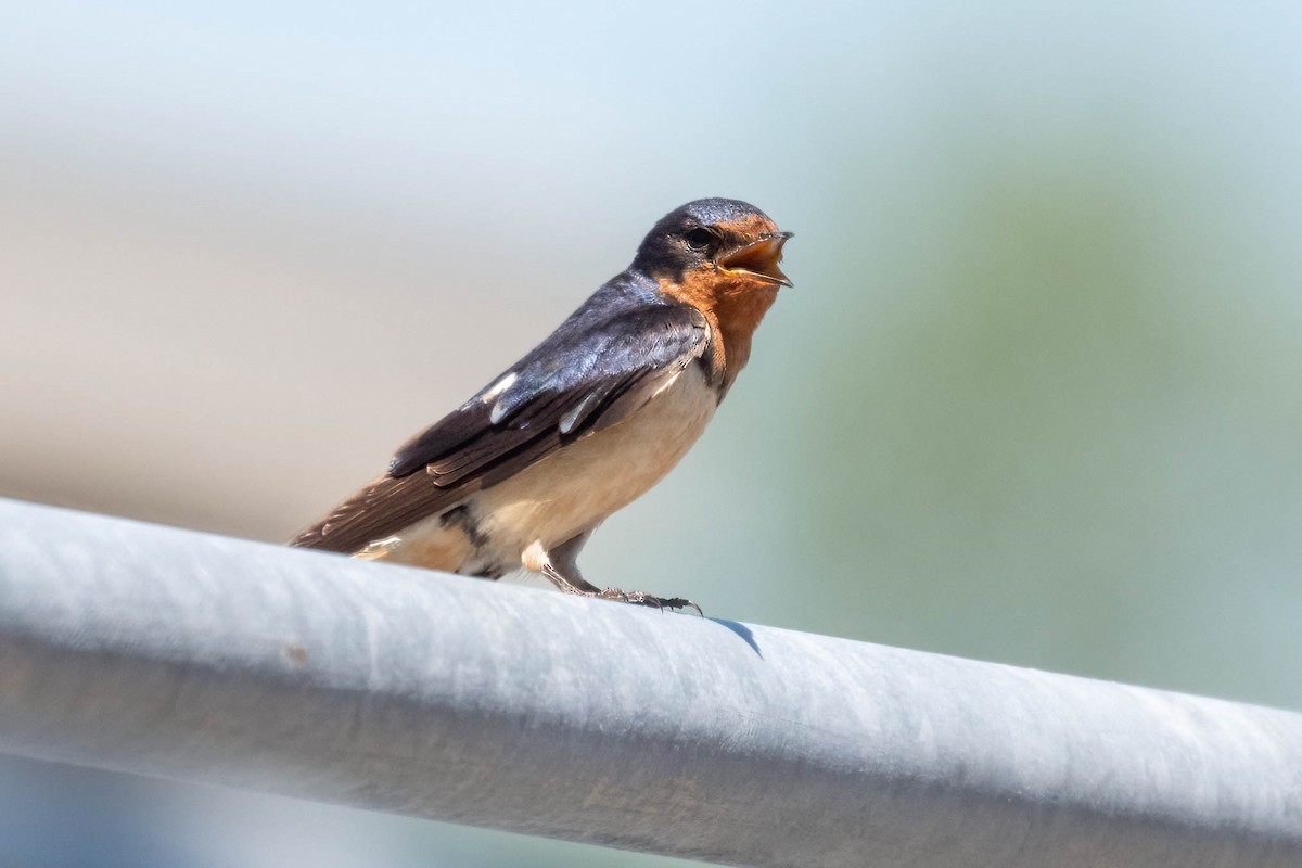 vlaštovka obecná (ssp. erythrogaster) - ML467595081