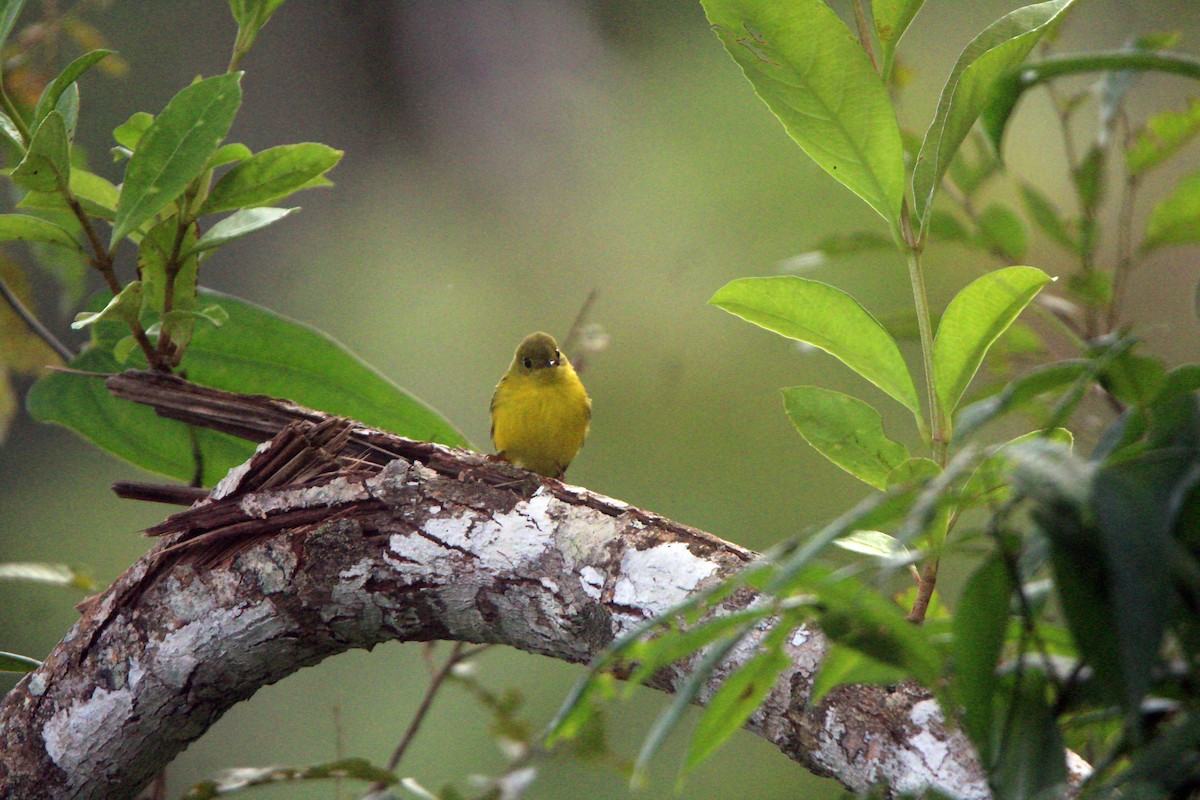 Citrine Canary-Flycatcher - Julius Paner