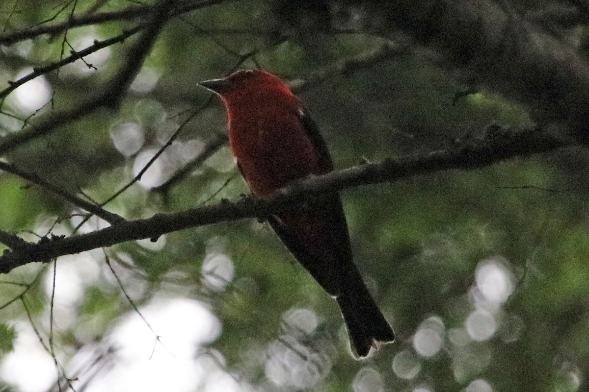 Scarlet Tanager - Guy Stevens