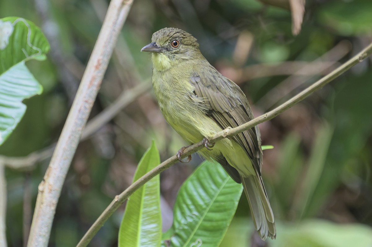 Finsch's Bulbul - Kian Guan Tay