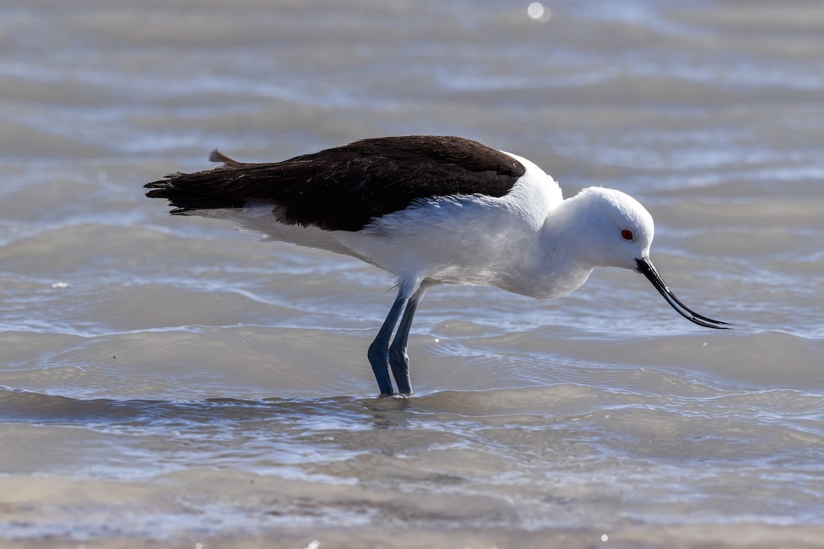 Andean Avocet - ML467597691