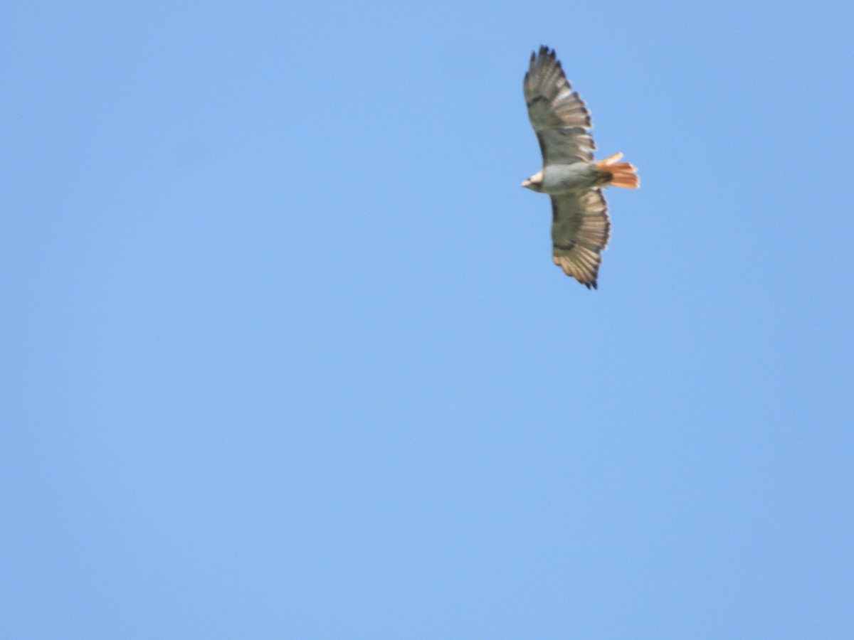 Red-tailed Hawk - ML467598151