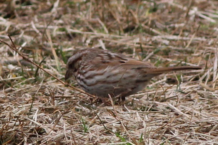 Song Sparrow - ML46760111