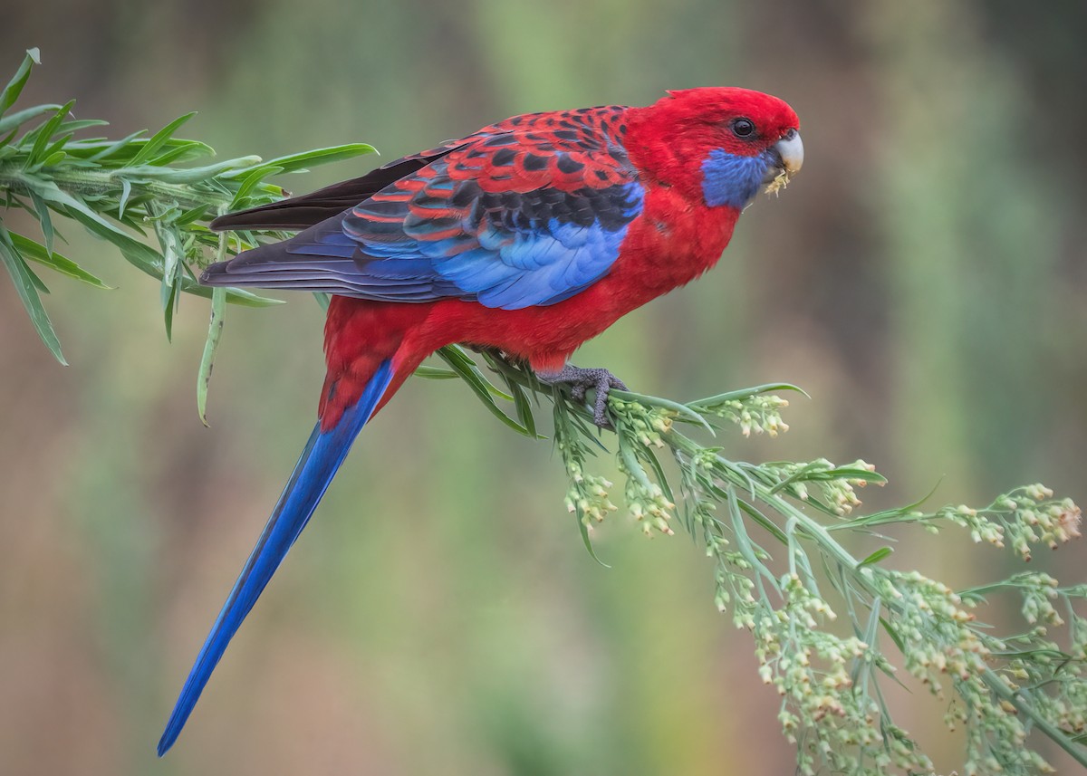Crimson Rosella - Julie Clark