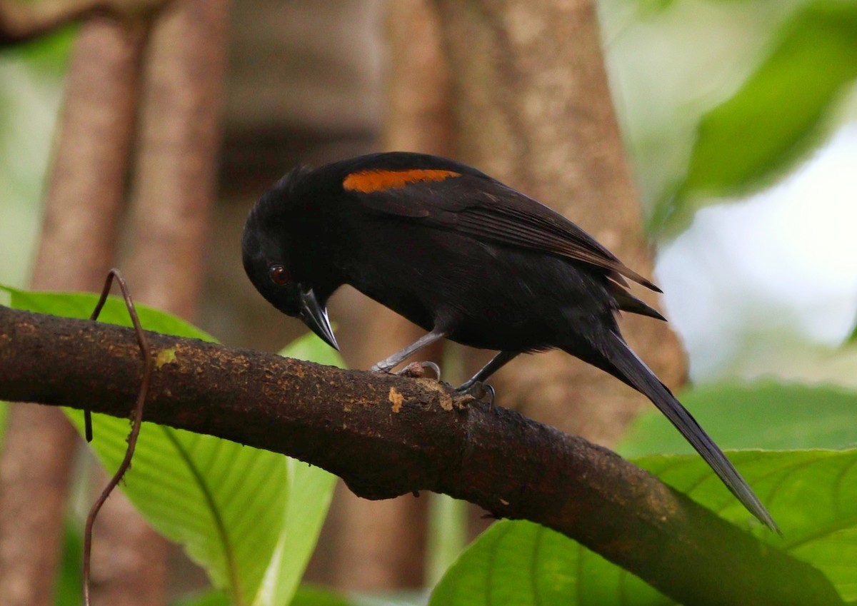 Variable Oriole - ML467601731