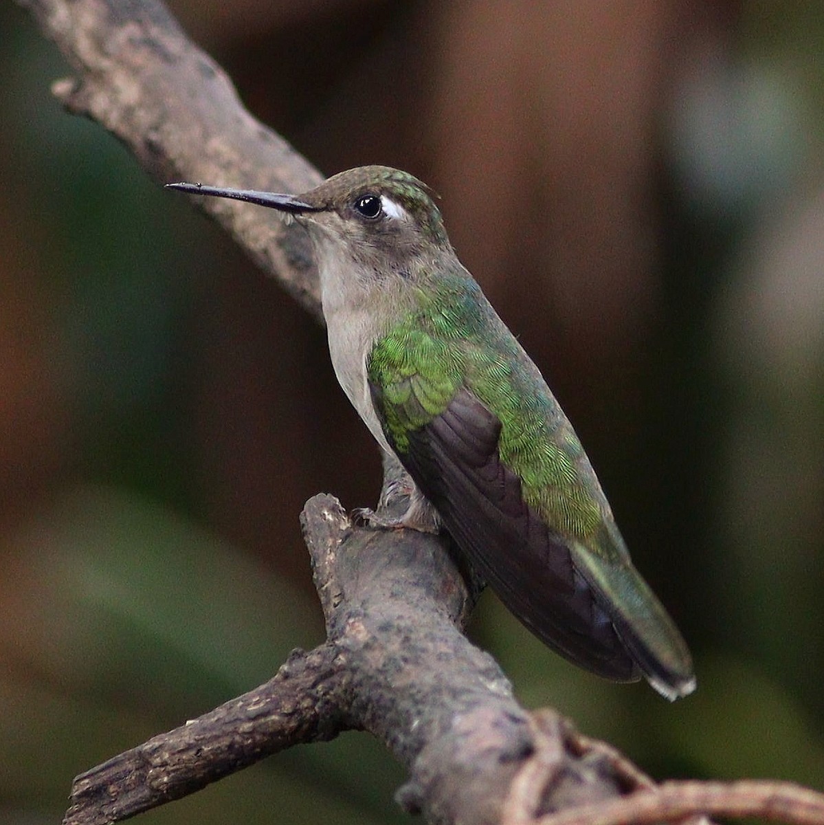 fiolvipekolibri - ML467601841