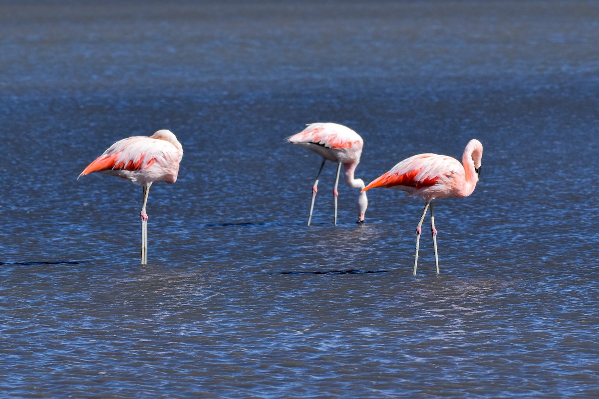 Chilean Flamingo - Camila García Pasarín