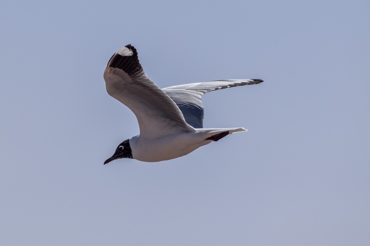 Andean Gull - ML467606111