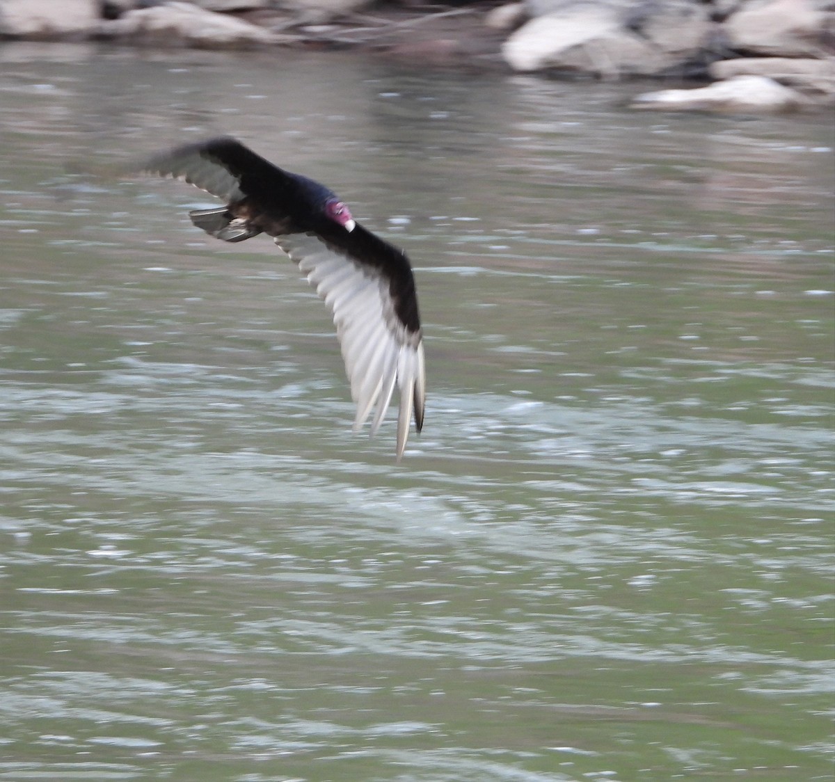 Turkey Vulture - ML467607361