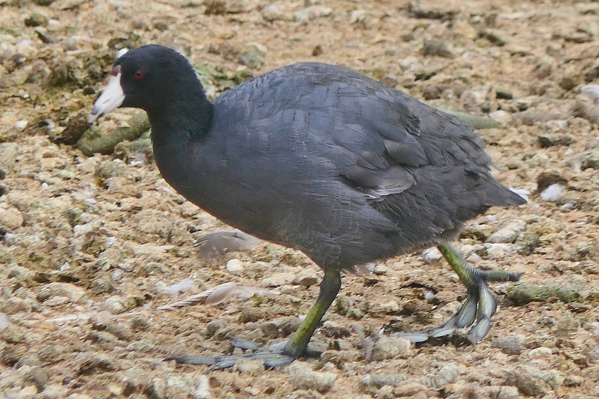 American Coot - ML467608241