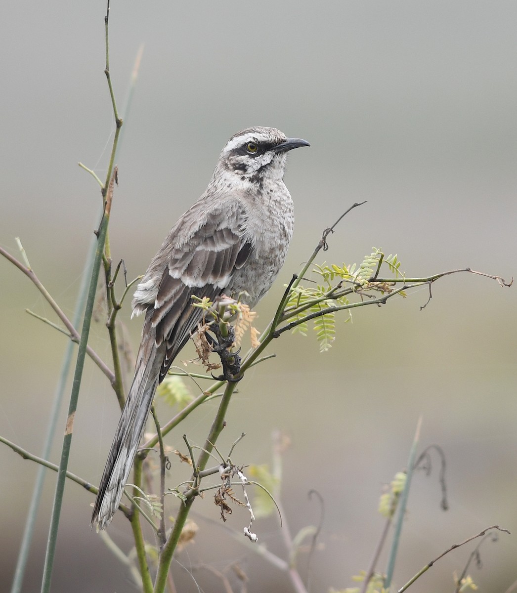 Long-tailed Mockingbird - Joshua Vandermeulen