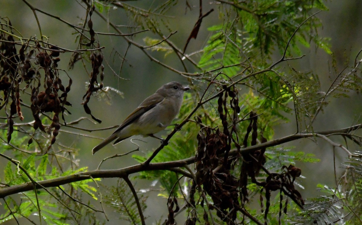 Golden Whistler - ML467612681