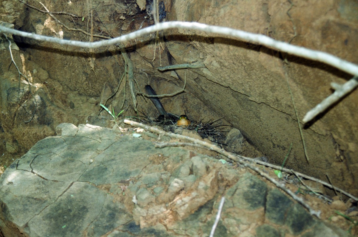 Lesser Ground-Cuckoo - ML467613291