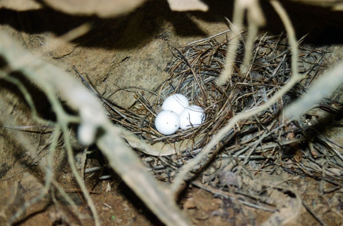Lesser Ground-Cuckoo - ML467613321