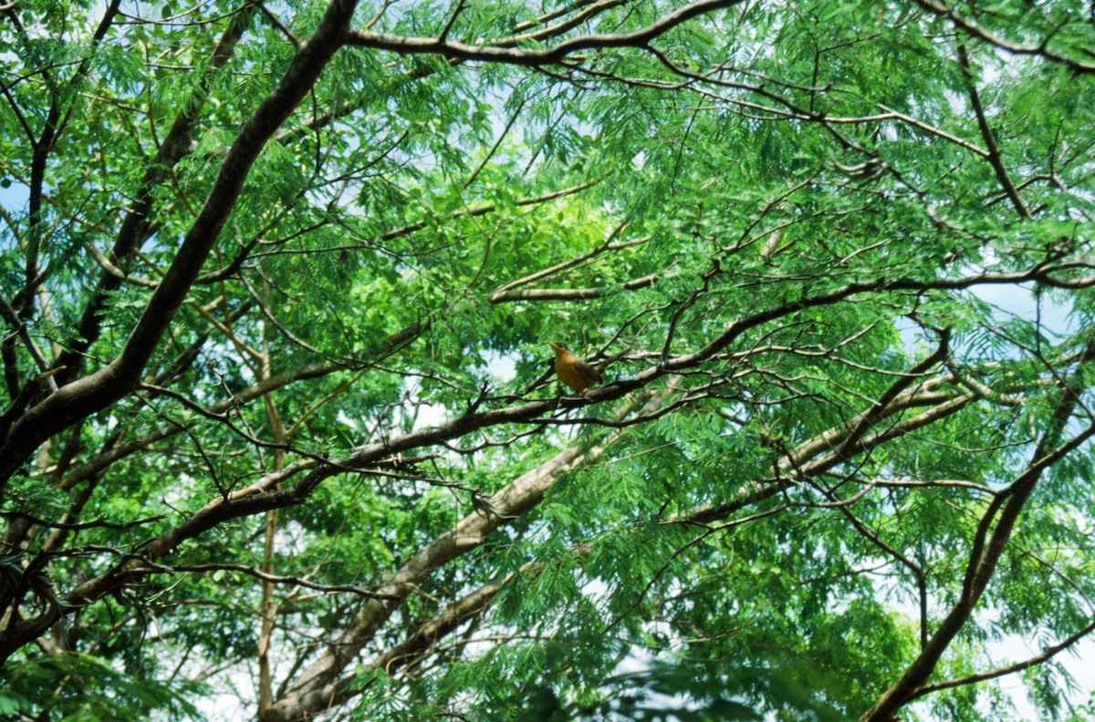 Lesser Ground-Cuckoo - ML467613341