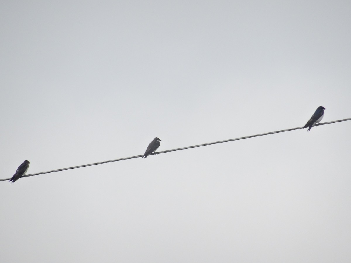 Golondrina Bicolor - ML467613811