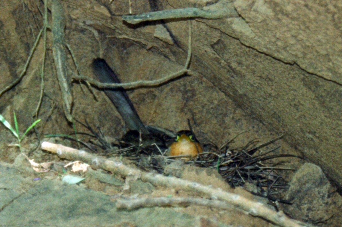 Lesser Ground-Cuckoo - ML467614221