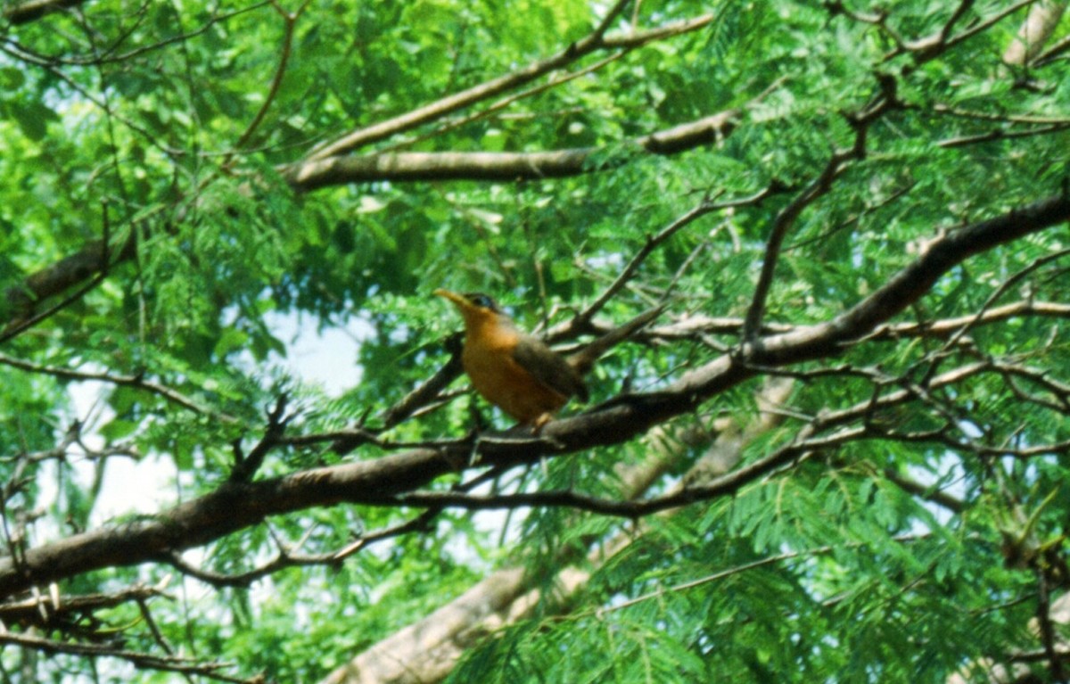Lesser Ground-Cuckoo - ML467614671