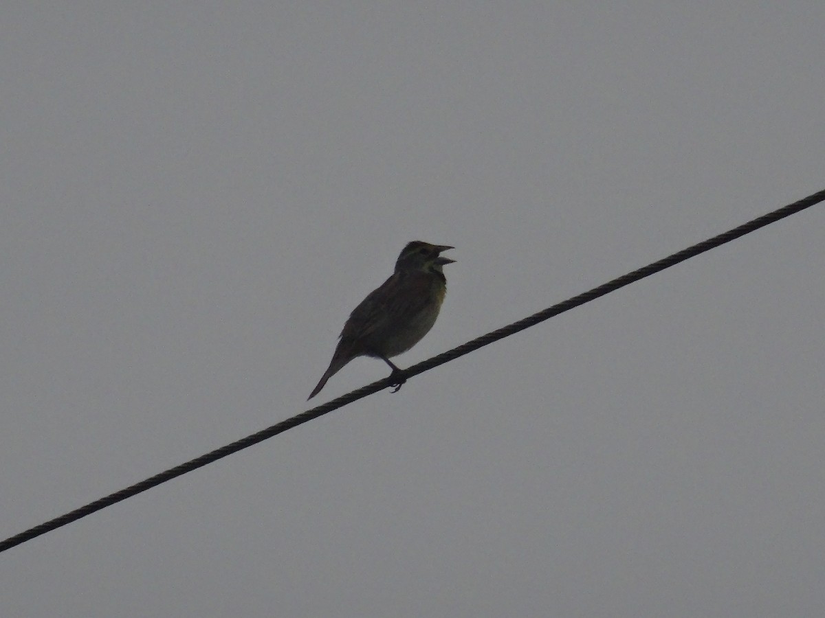 Dickcissel d'Amérique - ML467617501