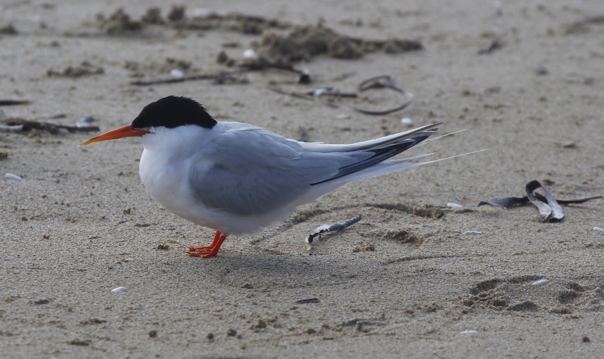 Roseate Tern - ML467618061