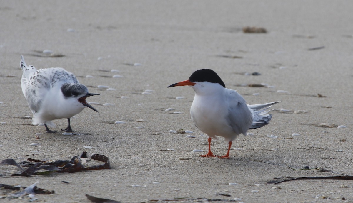Roseate Tern - ML467618131