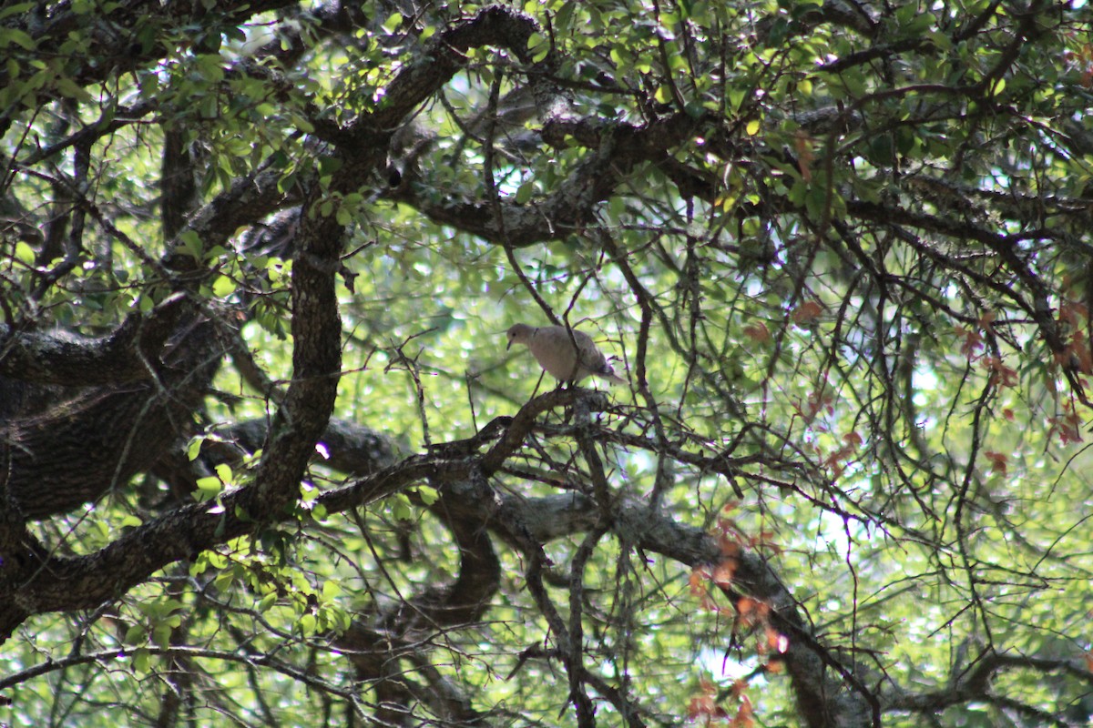 Eurasian Collared-Dove - ML467618201