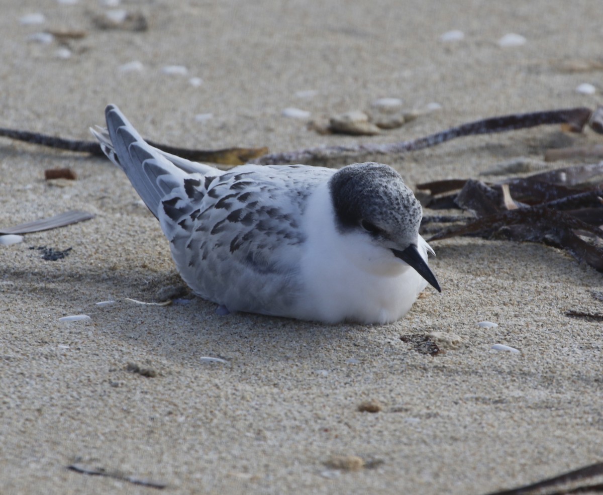 Roseate Tern - ML467618211