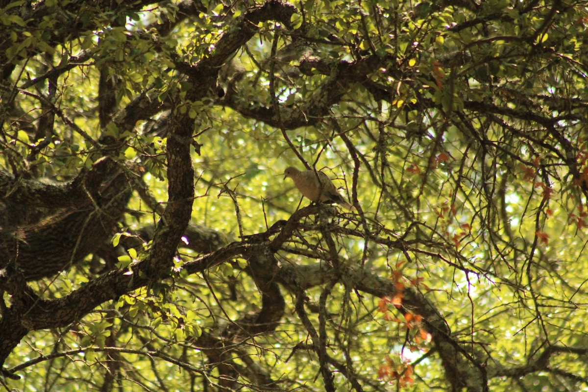 Eurasian Collared-Dove - ML467618231