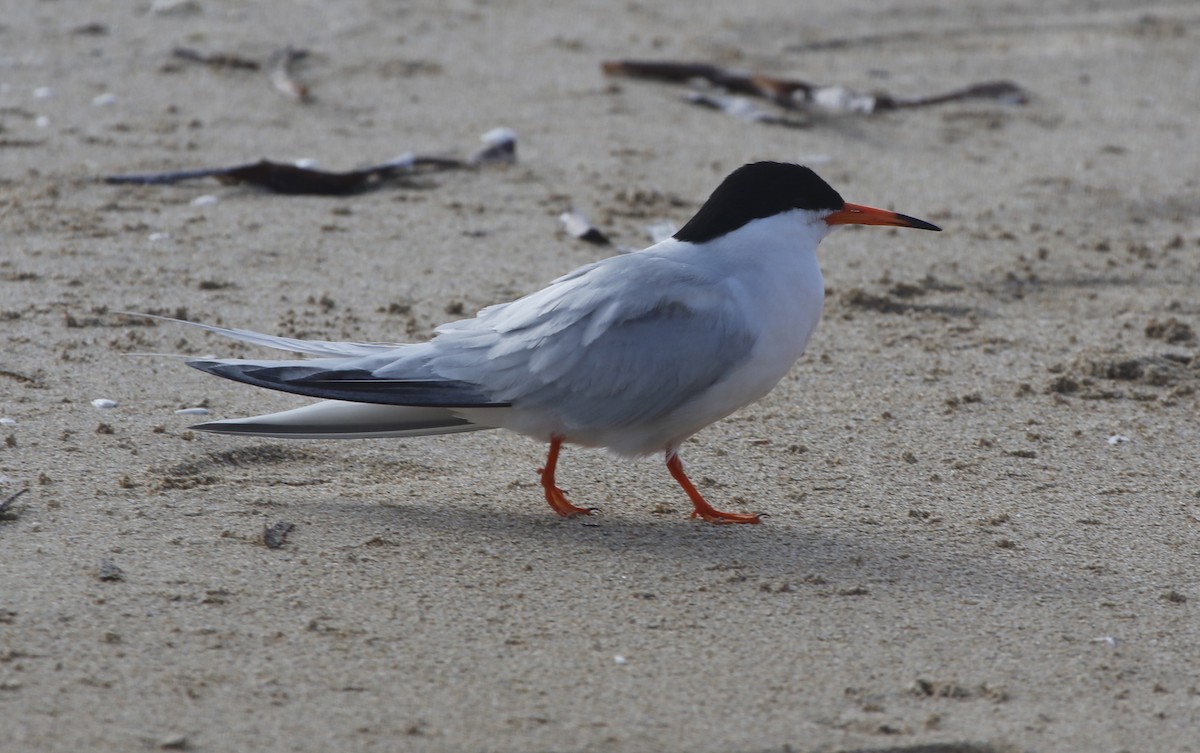 Roseate Tern - Ian Davies