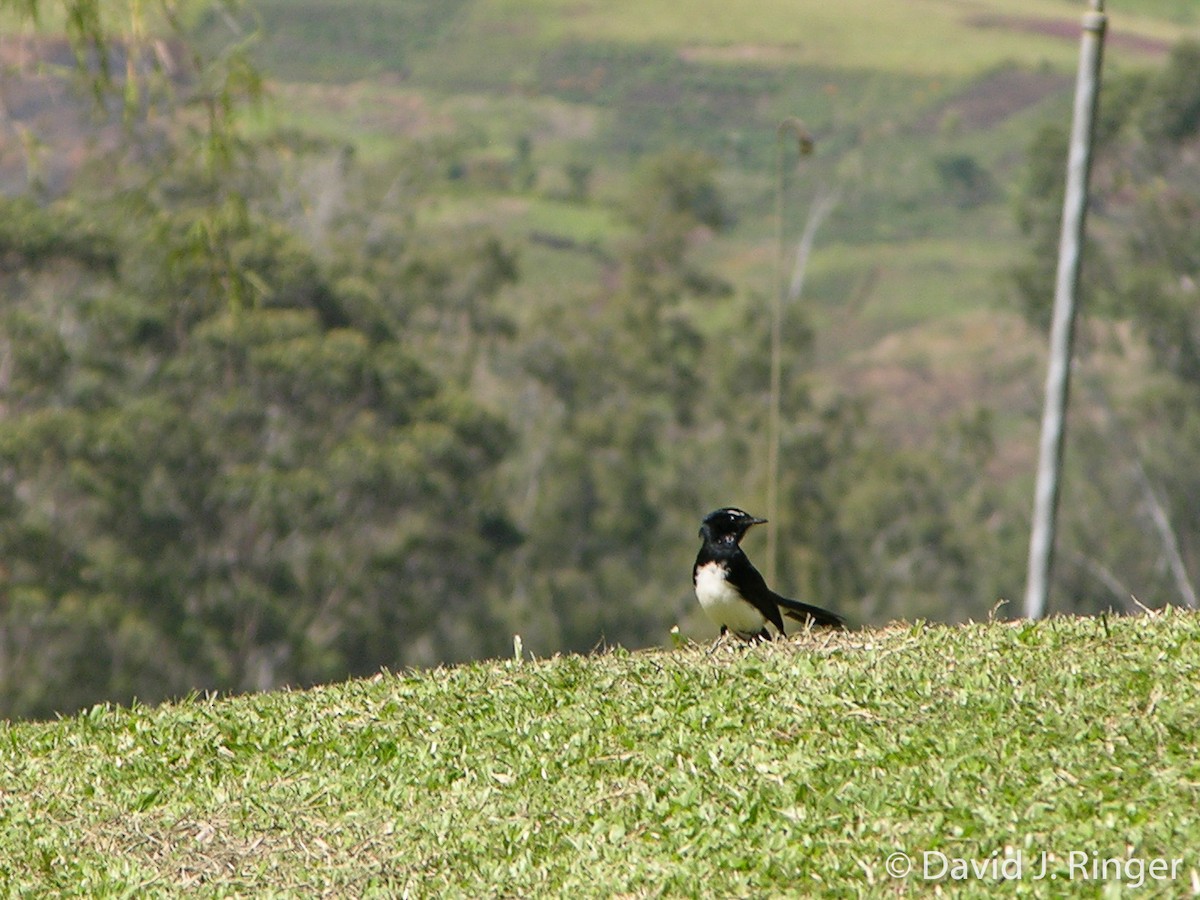 Willie-wagtail - ML467619751