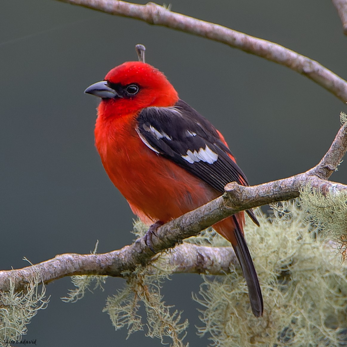 White-winged Tanager - ML467620231