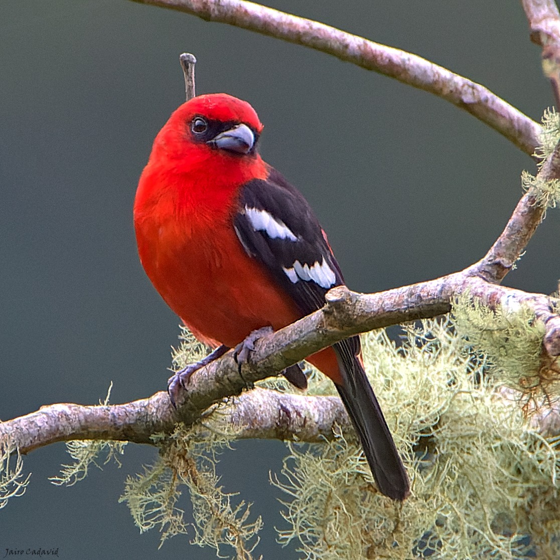 White-winged Tanager - ML467620241