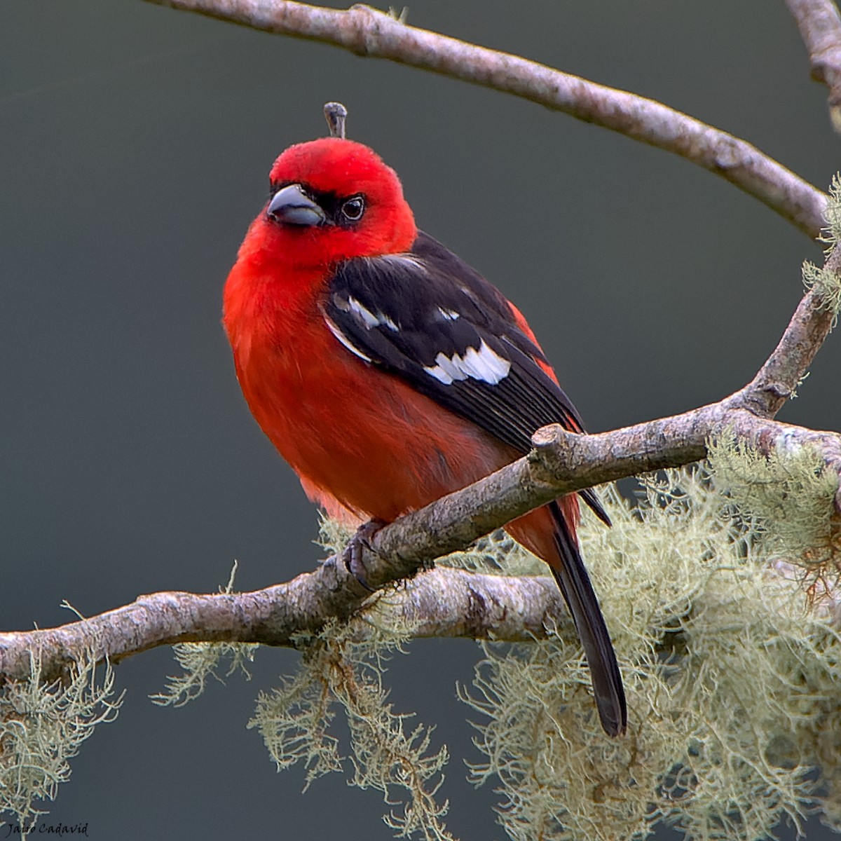 White-winged Tanager - ML467620251